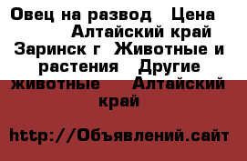 Овец на развод › Цена ­ 4 000 - Алтайский край, Заринск г. Животные и растения » Другие животные   . Алтайский край